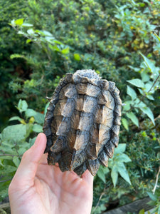 Small Alligator Snapping Turtle