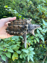 Load image into Gallery viewer, Small Alligator Snapping Turtle
