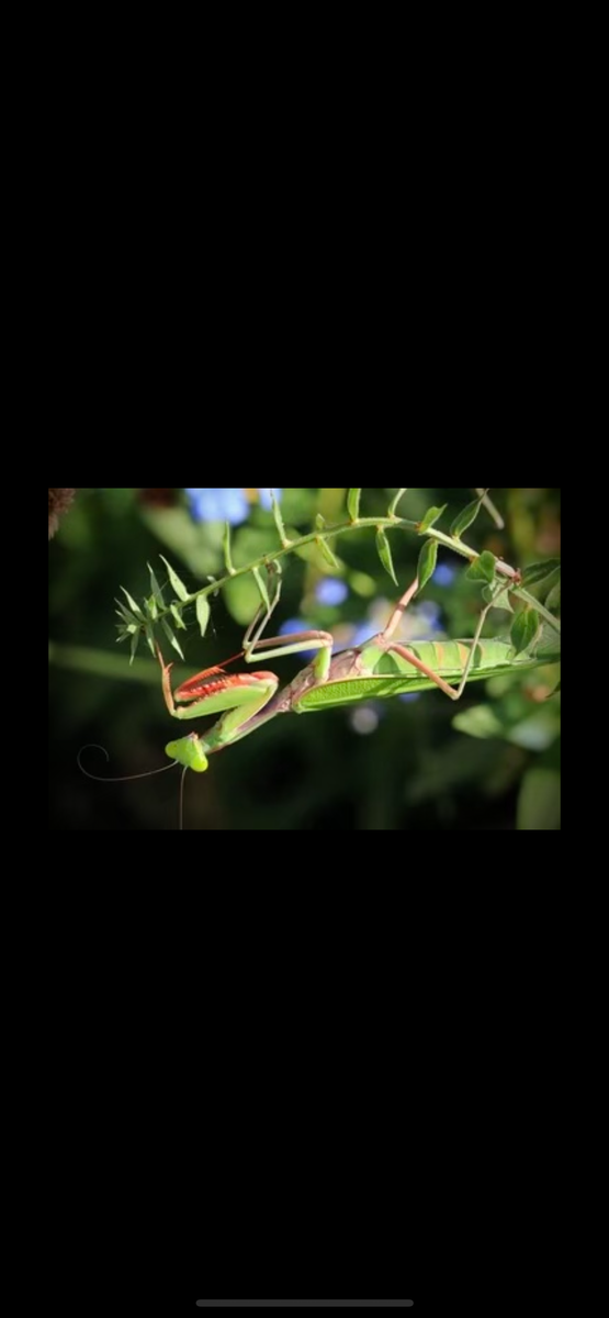 Giant Austrailian Jungle Mantis – Scales and Tails of Ohio