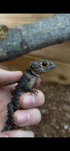 Load image into Gallery viewer, Raffle ticket (Red Eyed Crocodile Skink)
