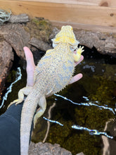 Load image into Gallery viewer, Adult Bearded Dragon (Female)