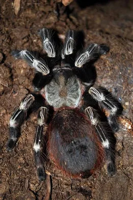 Brazilian Red & White Tarantula