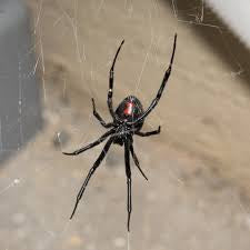 Western Black Widow Spider