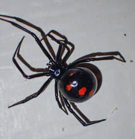 Northern Black Widow Spider