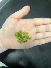 Load image into Gallery viewer, Micro Salvinia Aquatic Plant