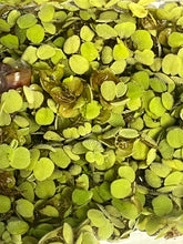 Load image into Gallery viewer, Micro Salvinia Aquatic Plant