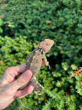 Load image into Gallery viewer, Adult Collared Tree Lizard