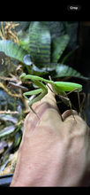 Load image into Gallery viewer, Asian Giant Mantis