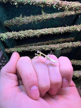 Load image into Gallery viewer, Asian Giant Mantis