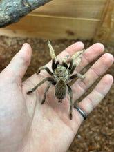 Load image into Gallery viewer, Arizona Blonde Tarantula