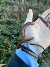 Load image into Gallery viewer, American Giant Millipede