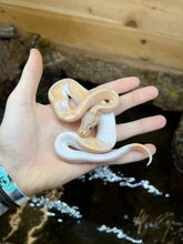 Load image into Gallery viewer, Baby Banana Pied Ball Python (Male)
