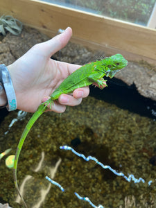 Baby Green Iguana