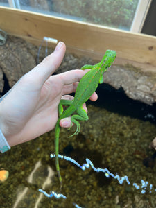 Baby Green Iguana
