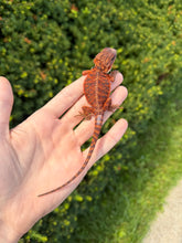 Load image into Gallery viewer, Baby ‘High-Red’ 50% Red Monster Bearded Dragon (1)