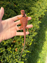 Load image into Gallery viewer, Baby ‘High-Red’ 50% Red Monster Bearded Dragon (2)