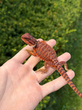 Load image into Gallery viewer, Baby ‘High-Red’ 50% Red Monster Bearded Dragon (2)
