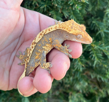 Load image into Gallery viewer, Harlequin Crested Gecko (Female)
