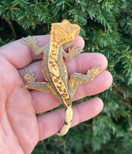 Load image into Gallery viewer, Harlequin Crested Gecko (Female)