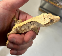 Load image into Gallery viewer, Dalmatian Crested Gecko (male)
