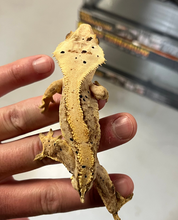 Load image into Gallery viewer, Dalmatian Crested Gecko (male)