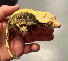 Load image into Gallery viewer, Extreme Harlequin Crested Gecko (female)
