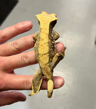 Load image into Gallery viewer, Extreme Harlequin Crested Gecko (female)