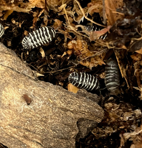 Zebra Isopods