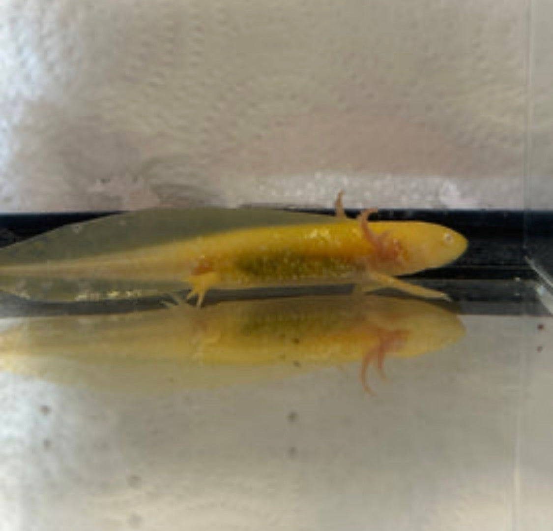 Golden Albino Axolotl – Scales and Tails of Ohio