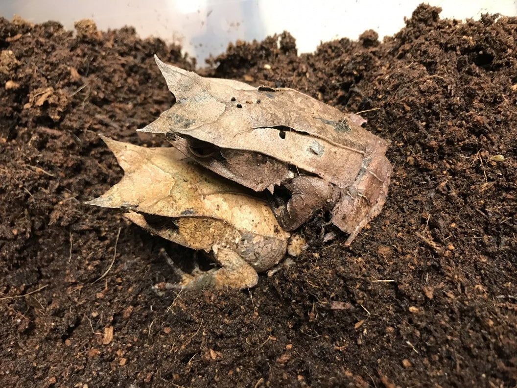 Adult Malaysian Leaf Frog