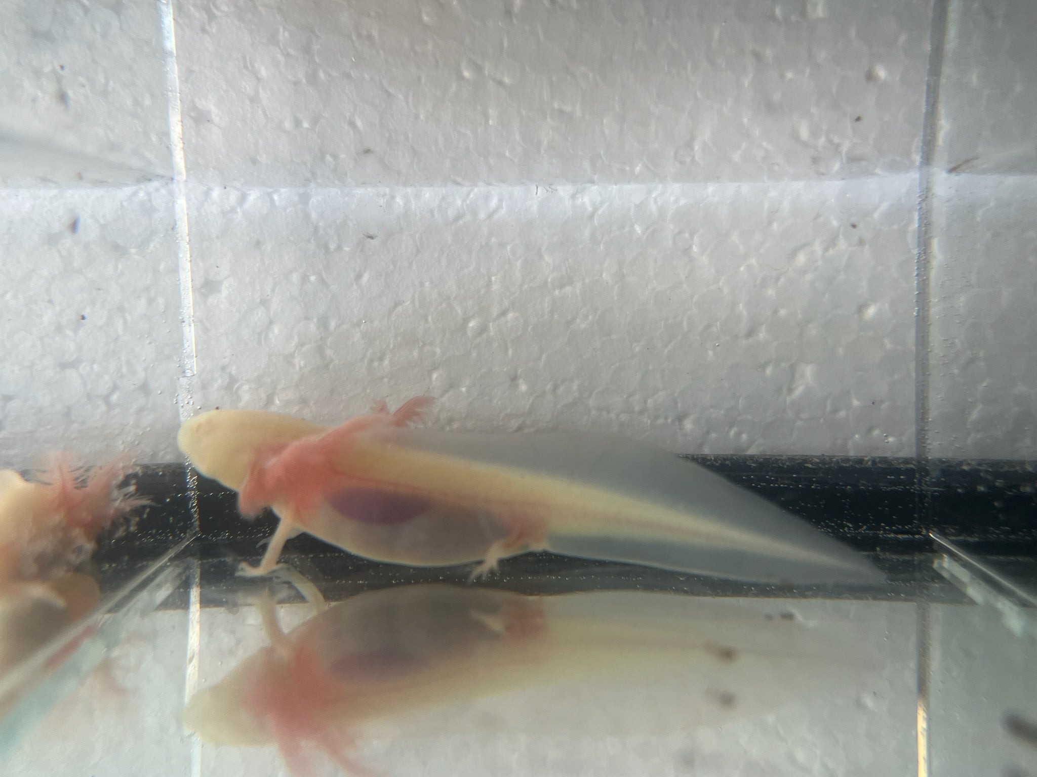 White Albino Axolotl – Scales and Tails of Ohio
