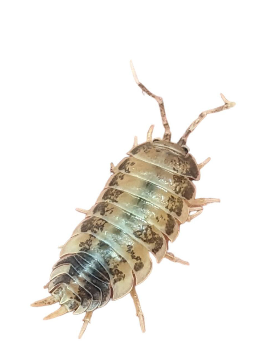 Milkback Isopod – Scales and Tails of Ohio