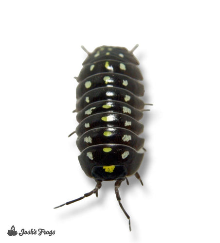 Armadillidium Klugii 