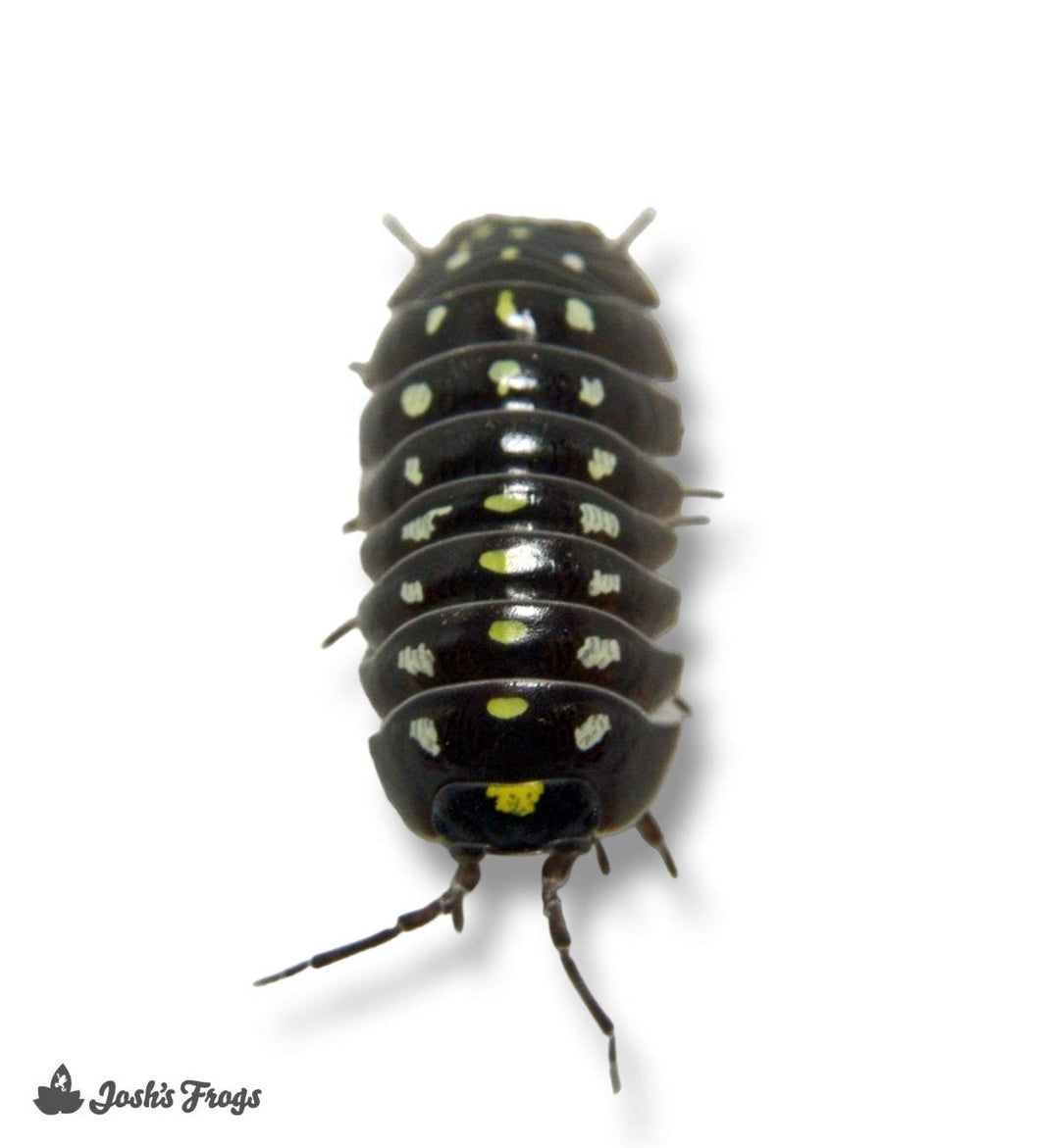 Armadillidium Klugii 