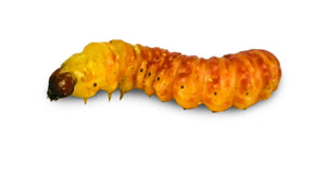 Butter Worm