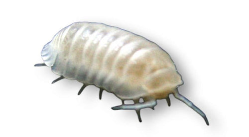 Glacier Isopod