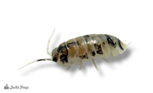Ukraine Pied Isopod