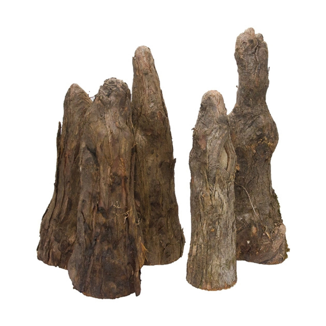 Cypress Knees