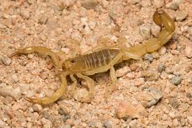 Yellow Devil Scorpion