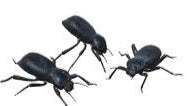 Black Death Feigning Beetle
