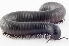 Giant African Millipede