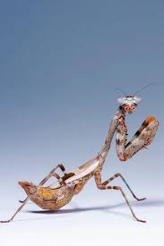 Budwing Mantis