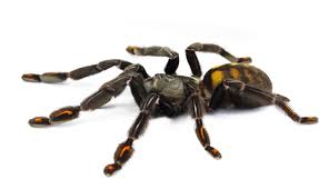 Venezuelan Sun Tiger