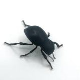 Smooth Death Feigning Beetle
