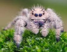 Load image into Gallery viewer, Jumping Spider