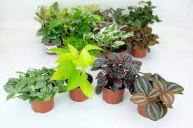 Assorted Live Plant