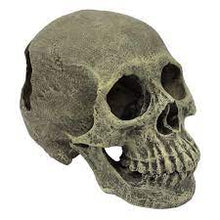 Load image into Gallery viewer, Komodo Skull