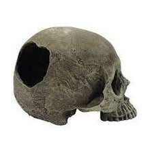 Load image into Gallery viewer, Komodo Skull