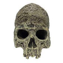 Load image into Gallery viewer, Komodo Skull