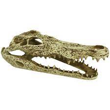 Alligator Skull